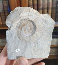 Ammonite crioceratites villers d'occasion  Cournon-d'Auvergne