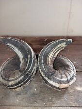 Jacobs rams horns for sale  GLOUCESTER