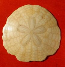 Oursin fossile miocène d'occasion  Cuxac-d'Aude