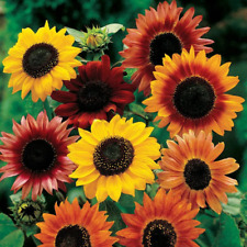 Plug plants sunflower for sale  TELFORD