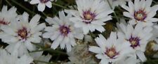 Catananche caerulea cupid d'occasion  Expédié en Belgium