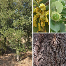 Quercus suber chêne d'occasion  Pouzauges