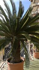 palme pianta usato  Morlupo