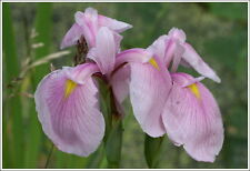 Iris laevigata rose d'occasion  Krautergersheim