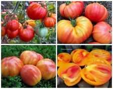 Семена Томат Анна Мейер Anna Meyer nasiona pomidorów na sprzedaż  Wysyłka do Poland