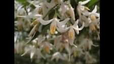 ultra rare bonsai starter -- styrax formosana 5 seeds  for sale  Shipping to South Africa