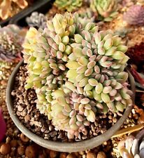 Echeveria apus cristata for sale  CLACTON-ON-SEA