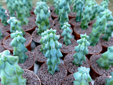 1 Plante Myrtillocactus Geometrizans cv Fukurokuryuzinboku 10cm Cactus Bleu-Vert for sale  Shipping to South Africa
