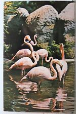 Cartão postal Florida FL Miami Sunken Gardens Flamingos antigo vintage cartão vista postagem PC comprar usado  Enviando para Brazil