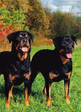 Unigraf postcard rottweiler gebraucht kaufen  Parkstein