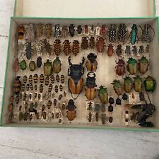 Cabinet curiosité entomologie d'occasion  Saint-Nom-la-Bretèche