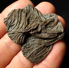 Rare crinoid fossil for sale  BRISTOL