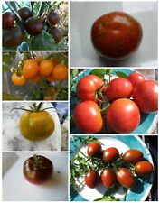 Tomatensamen mischung 7versch gebraucht kaufen  Erding