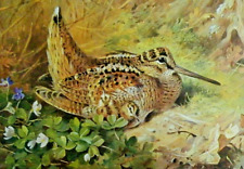 Woodcock chicks print for sale  COLNE