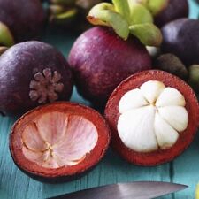 Mangosteen exotic tropical for sale  Shipping to Ireland