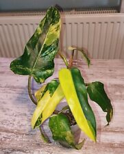 Philodendron domesticum varieg gebraucht kaufen  Ludwigshafen