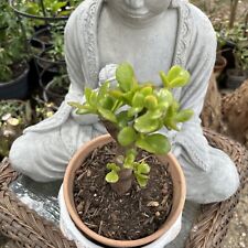 One jade plant for sale  Van Nuys