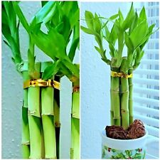 Lucky bamboo inches for sale  Richmond