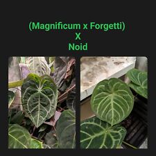 Anthurium noid germinated for sale  Lockport