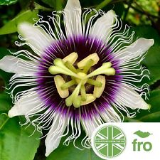 Flower passion flower for sale  MANCHESTER