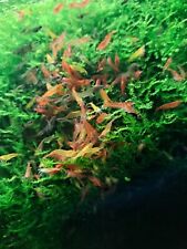 10x cherry shrimp for sale  GOOLE