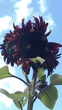 Sunflower double headed for sale  HOOK