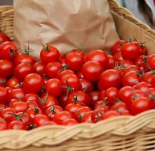 100 graines tomates d'occasion  Saint-Raphaël