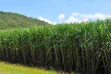 Sugar cane saccharum for sale  Shipping to Ireland