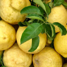 Citrus limon amalfi usato  Napoli