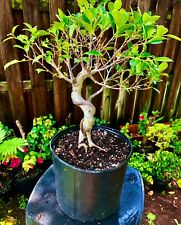 Tigerwood ficus bonsai for sale  Bonita Springs