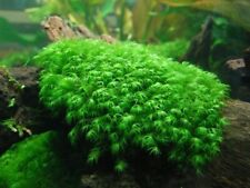 Phoenix moss fissidens for sale  PETERBOROUGH