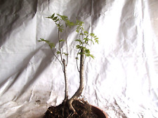 Outdoor pre bonsai for sale  Shipping to Ireland