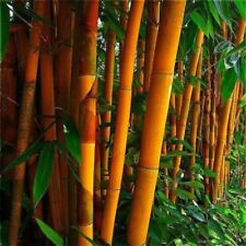 Orange bamboo seeds for sale  Ravensdale