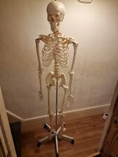 Anatomical skeleton for sale  GILLINGHAM
