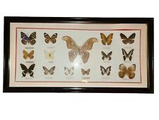Vintage framed butterfly for sale  Newport News