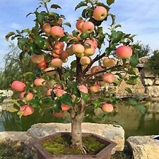 Dwarf bonsai apple for sale  Titusville