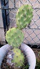Opuntia sulphurea cactus for sale  Mira Loma