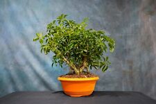 schefflera potted for sale  North Fort Myers