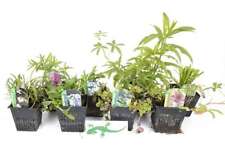 Lincolnshire pond plants for sale  MARKET RASEN