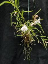 Dendrobium tenellum gebraucht kaufen  Lichtentanne
