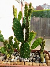 Cacti opuntia consolea for sale  BLACKPOOL