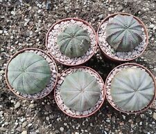 Euphorbia besa kaktus gebraucht kaufen  Wiesbaden