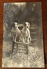 Cadeira ATQ 1900s Photo Jack Russell Terriers par cães amados identificados Toots & Binks, usado comprar usado  Enviando para Brazil