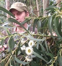 Pfefferminz eukalyptus blühen gebraucht kaufen  Kaiserslautern