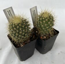 Mammillaria pringlei cactus for sale  SLEAFORD