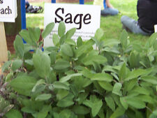 Sage perennial herb for sale  Phoenix
