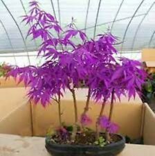 Semillas de árbol bonsai de arce japonés fantasma púrpura - Acer palmatum - 25 semillas segunda mano  Embacar hacia Argentina