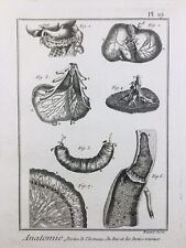 Gastro Entérologie 1779 Medicina Estómago Foie Raro Grabado Encyclopédie Diderot comprar usado  Enviando para Brazil