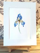 Blue yellow iris for sale  EDINBURGH