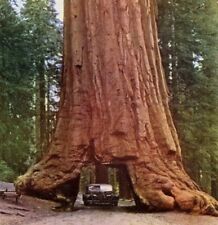 Sequoia sempervirens coast for sale  TENTERDEN